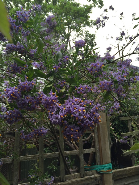 Please help me recognise these plants!