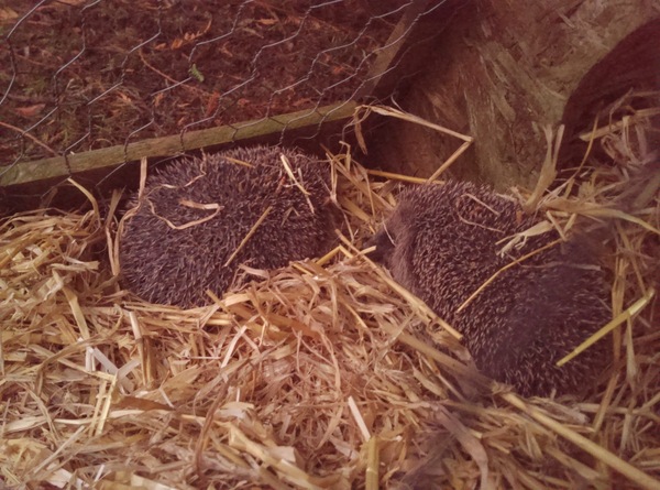 Had a lovely 30 minutes watching the birds in the front garden