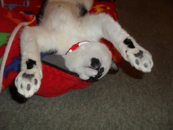 the paw - pictures