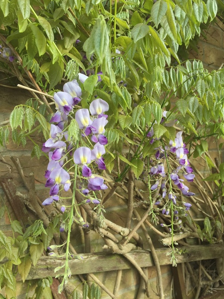 Gardening gurus - what is this climber?