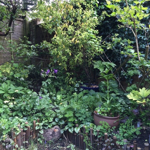 "in the midst of winter, I found there was within me, an invincible summer" Potting shed chat continues here