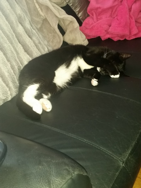 I want to get a cat. What do I need to know?