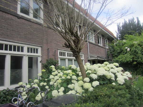 Hydrangea frenzy