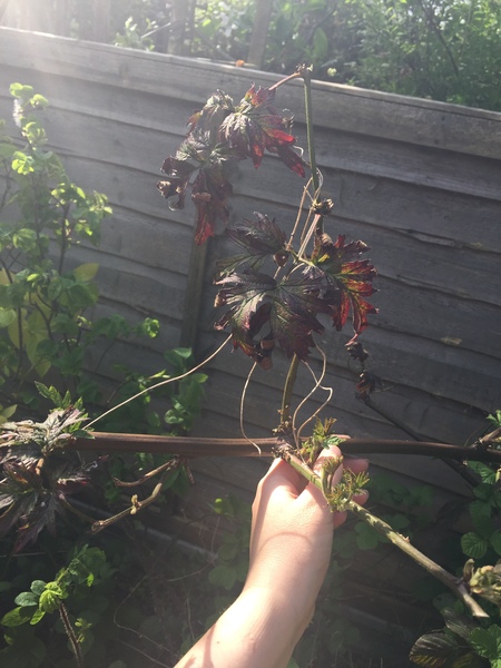 Please help me recognise these plants!
