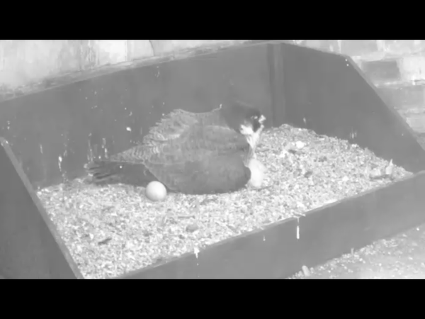 Had a lovely 30 minutes watching the birds in the front garden