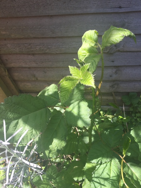 Please help me recognise these plants!