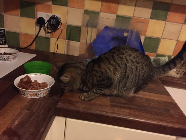 My cat lost its leg