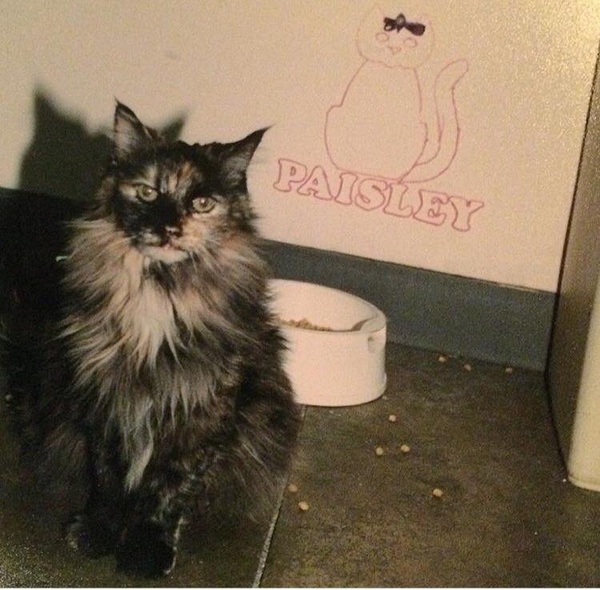 The Beautiful Ones - Prince tribute thread.