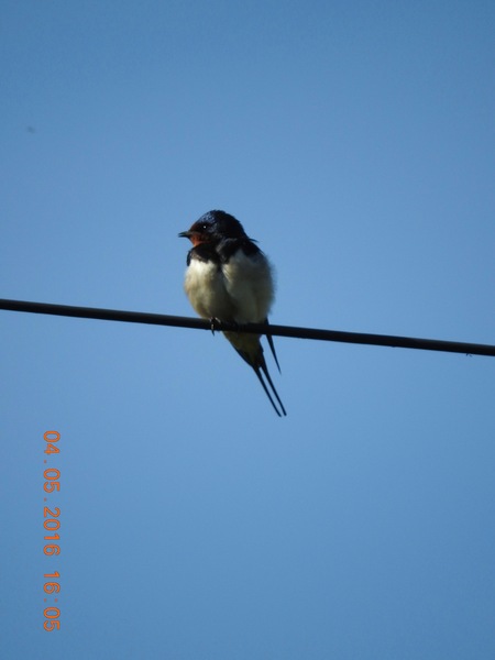 Had a lovely 30 minutes watching the birds in the front garden