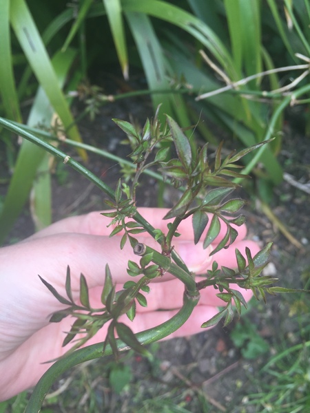 Please help me recognise these plants!