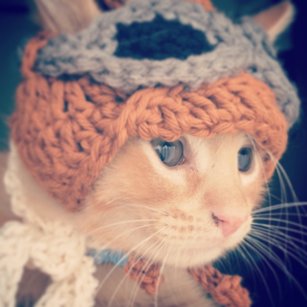 AIBU to make my ginger kitten look like a tiny lion? (pics)