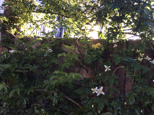 "in the midst of winter, I found there was within me, an invincible summer" Potting shed chat continues here
