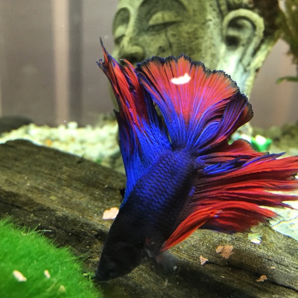 Siamese fighting fish