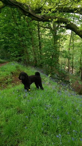 Would any poodle cross owners be interested in a separate forum on here where we can (hopefully) talk without judgement?
