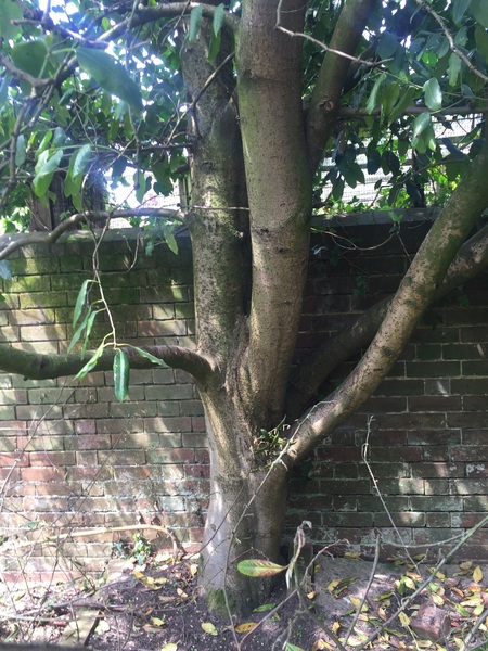 what type of tree are these two?
