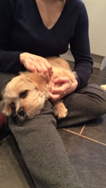 Puppy first 48 hours - advice on separation anxiety