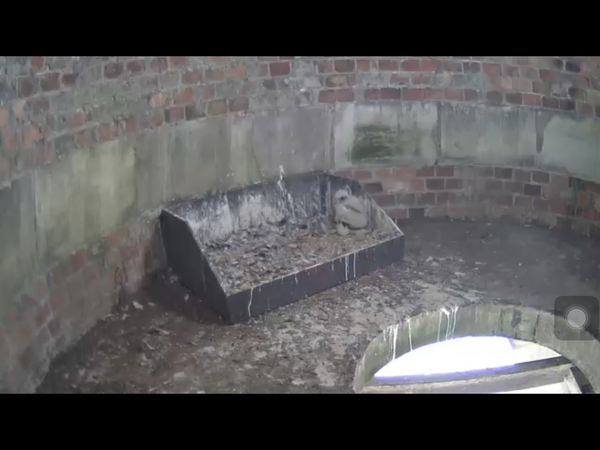 Had a lovely 30 minutes watching the birds in the front garden