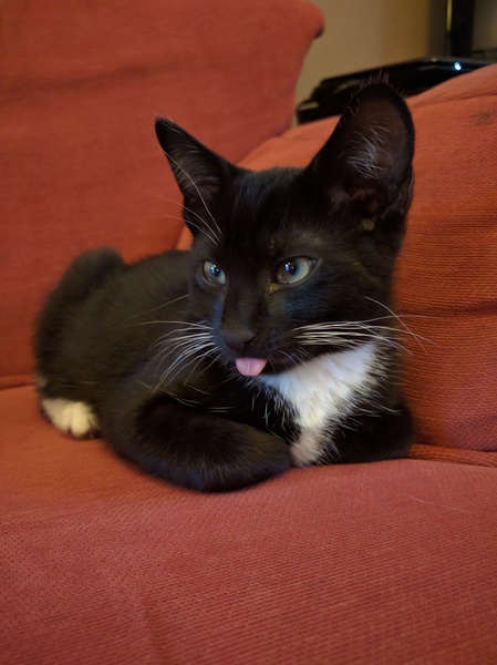 the paw - pictures