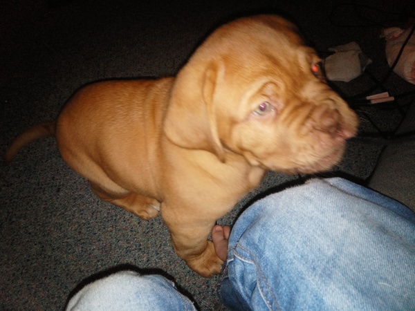 Find out what Mumsnetters thought of the Pedigree® Dog Food Range. £300 voucher prize draw for testers’ feedback. NOW CLOSED