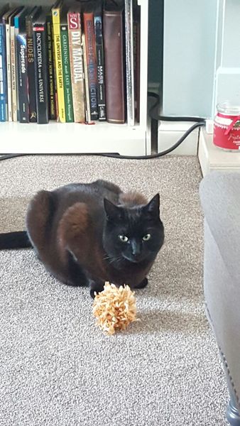 Rusty black cats