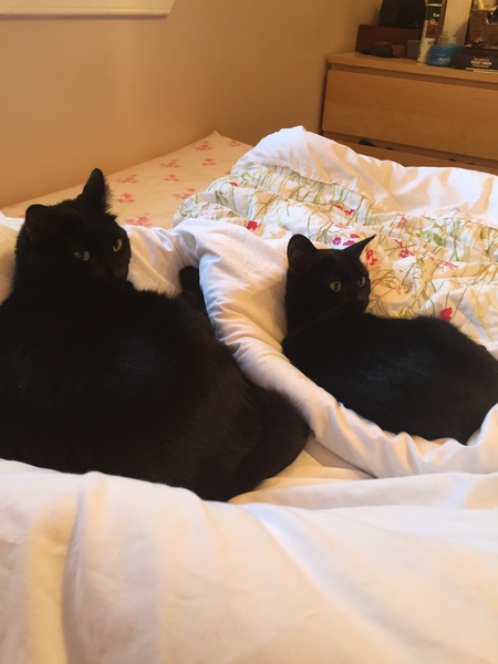 the paw - pictures