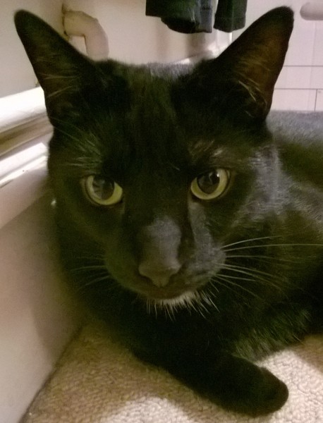 To not want to name our cat 'Stark'