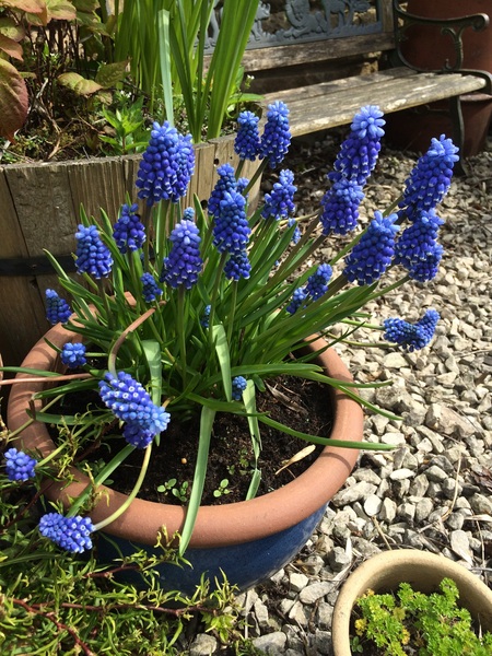 Plant identification
