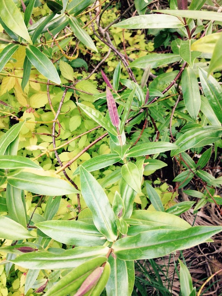 Is one of these a weed?