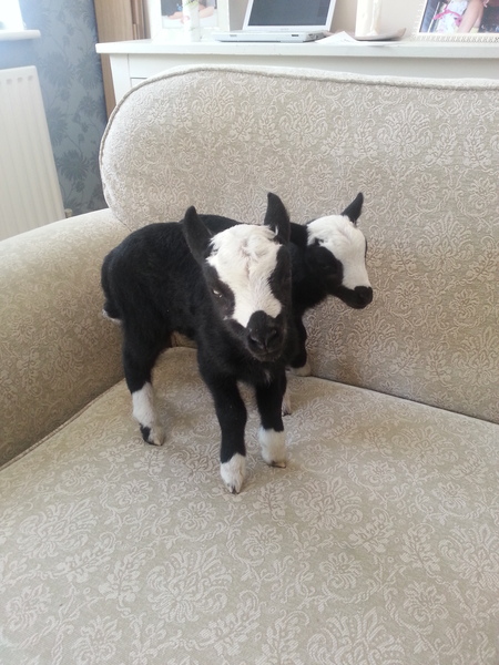to send my sheep to hospital to be induced