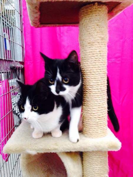 What would you name these 2 sisters?