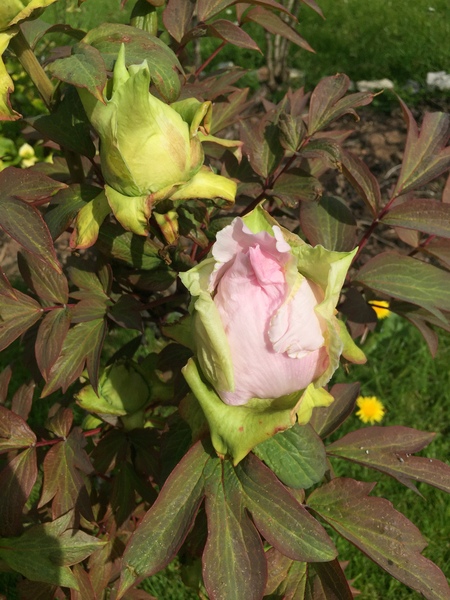 Another plant identification!