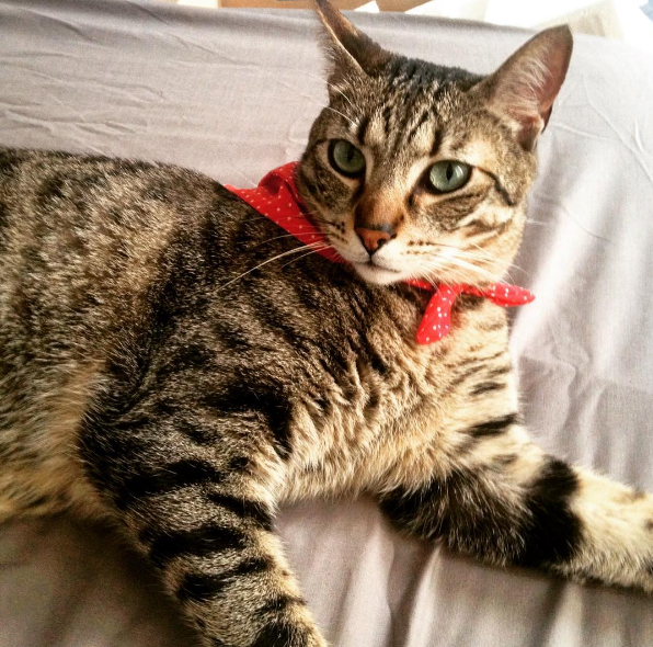 AIBU to make my ginger kitten look like a tiny lion? (pics)