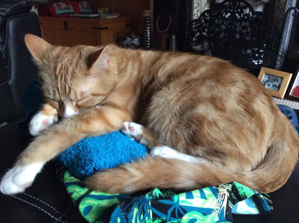 the paw - pictures
