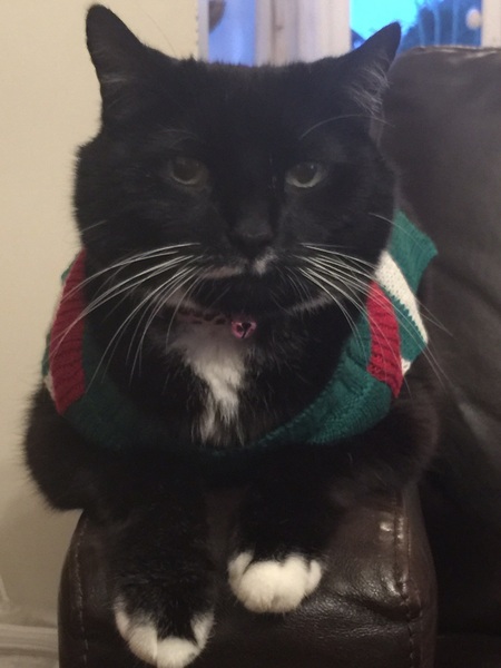 I want to get a cat. What do I need to know?