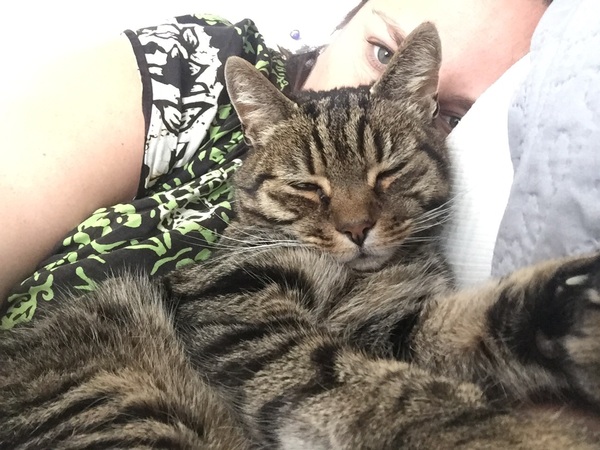 my darling cat is dead upstairs