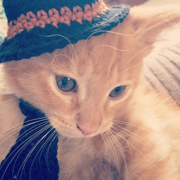 AIBU to make my ginger kitten look like a tiny lion? (pics)