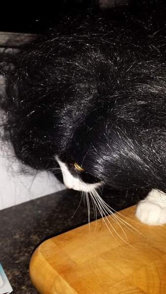 AIBU to make my ginger kitten look like a tiny lion? (pics)