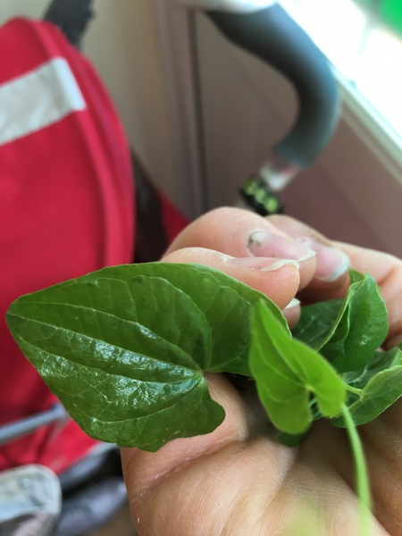 Anyone know if this is Japanese Knotweed (picture)