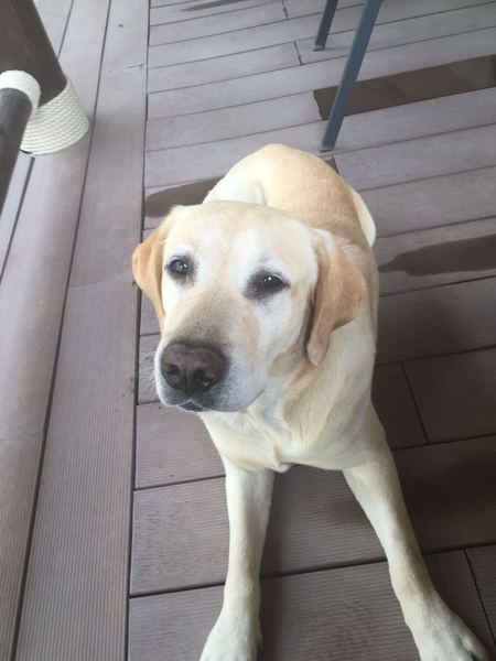 My latest housemate - older male lab