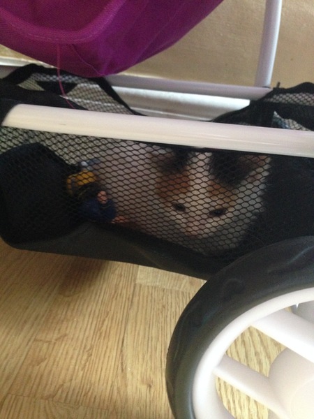 Kitten updates