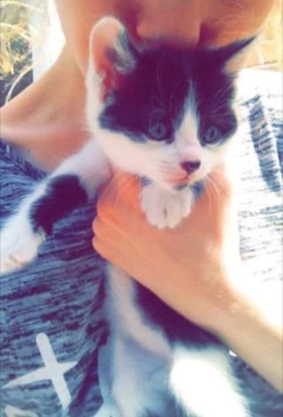 Today I brought home a kitten. DH not speaking to me (pics)