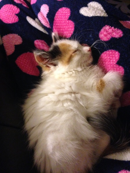 How can I stop a cat from attacking?