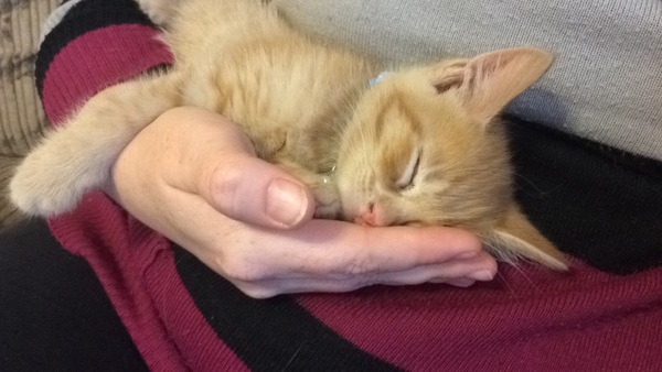Today I brought home a kitten. DH not speaking to me (pics)