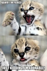 AIBU to make my ginger kitten look like a tiny lion? (pics)