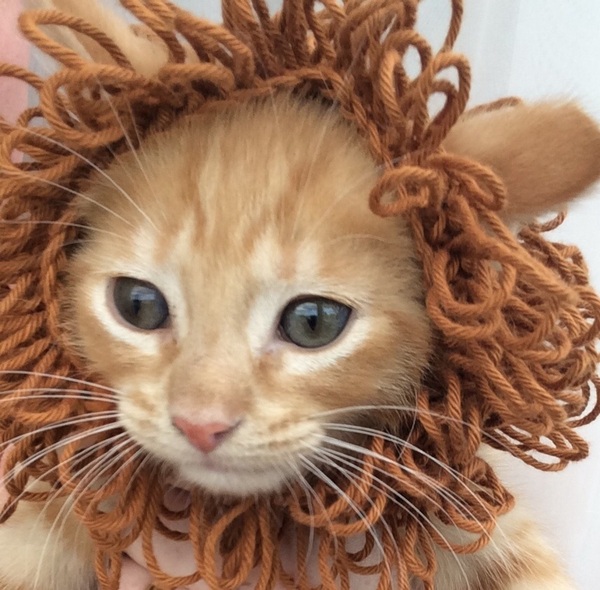 AIBU to make my ginger kitten look like a tiny lion? (pics)