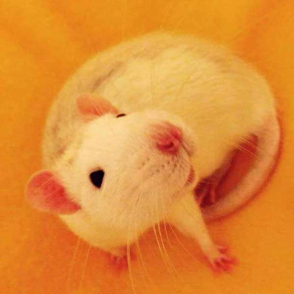 to be pissed off when people say ewwwww..........(Note from MNHQ: this is NOT a trigger warning, but just gently letting you know that this thread contains pics of pet rats)