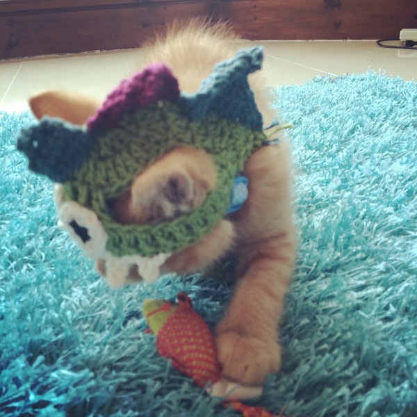 AIBU to make my ginger kitten look like a tiny lion? (pics)