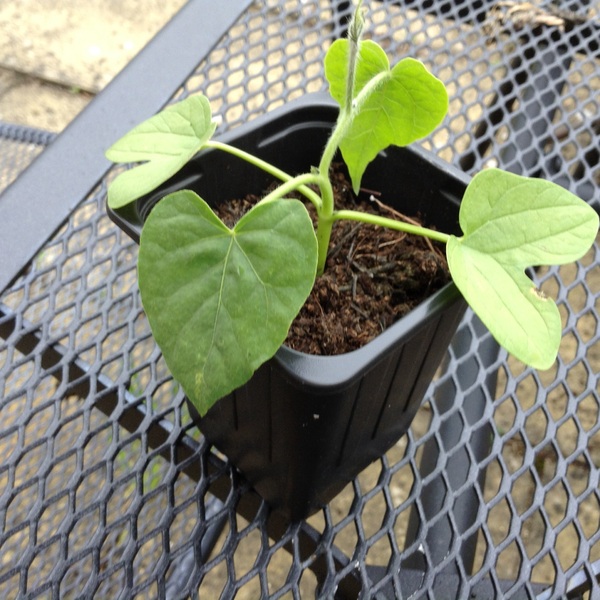 Can Anyone Identify This Plant Please