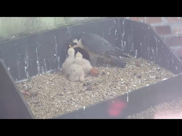 Had a lovely 30 minutes watching the birds in the front garden