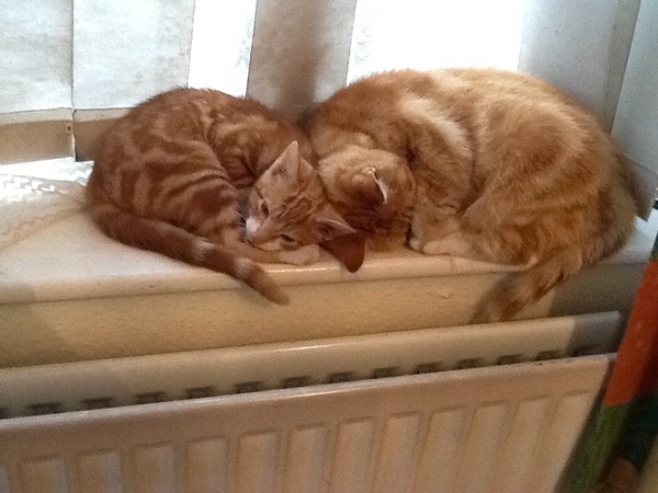 AIBU to make my ginger kitten look like a tiny lion? (pics)